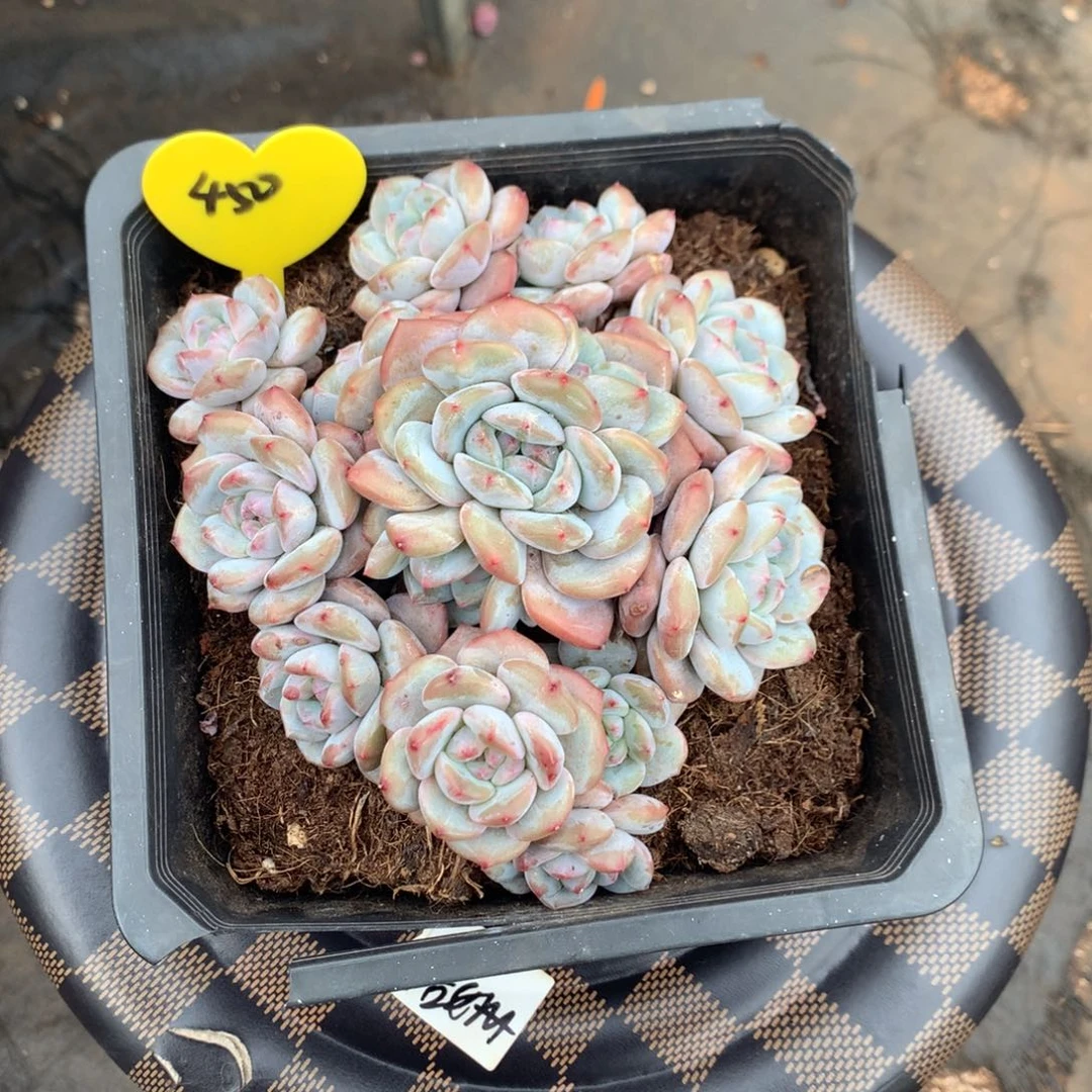 无砍哈哈哈哈哈哈哈18