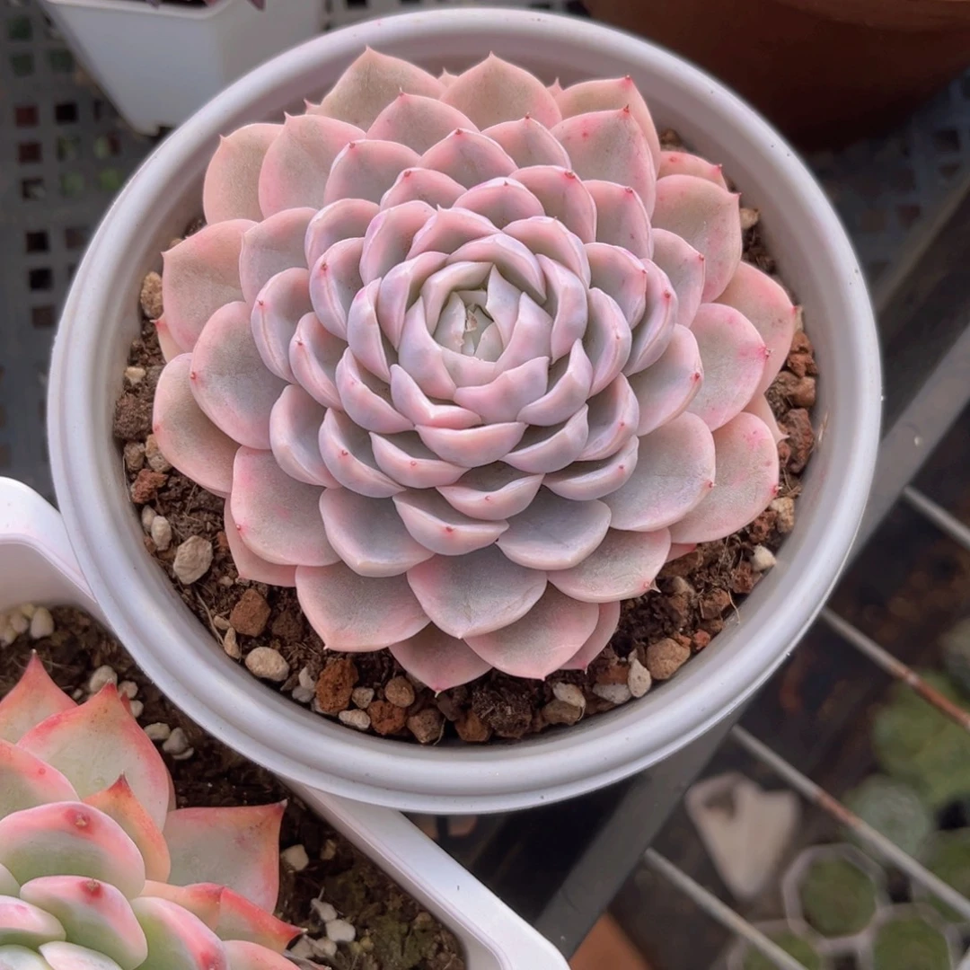 失***X失散099999999999999