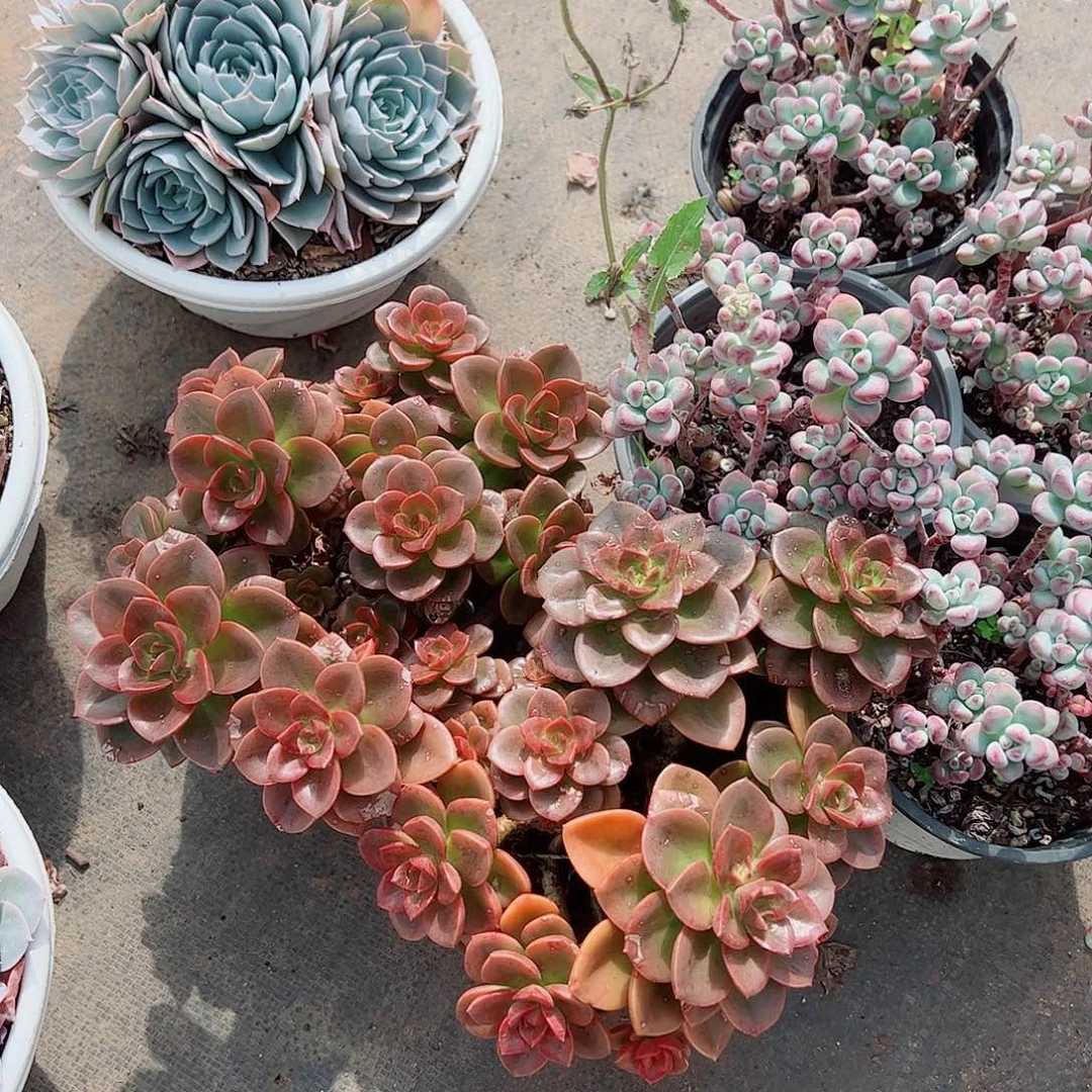 巧克力玫瑰多头群生老桩