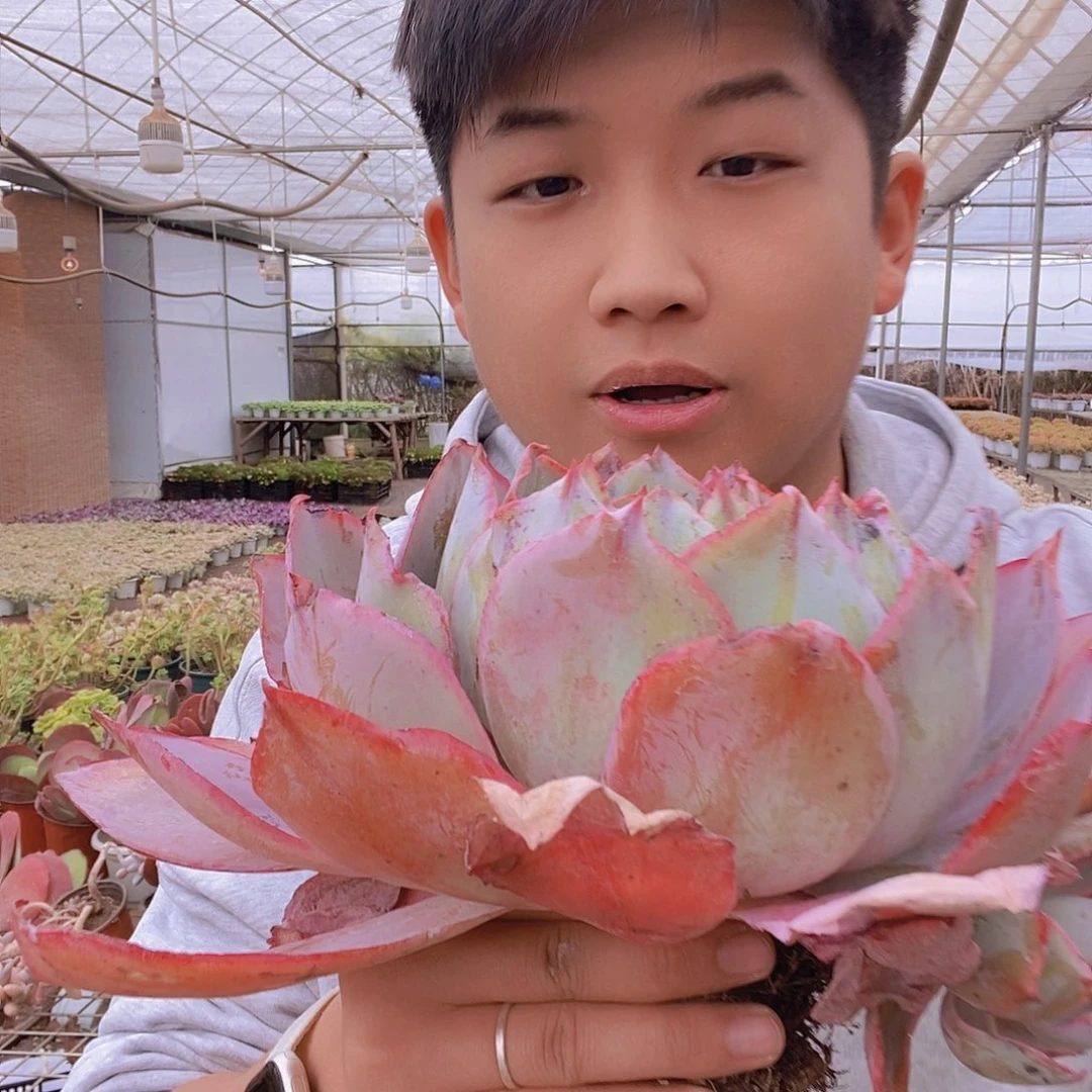 晚霞仙子大单头老桩