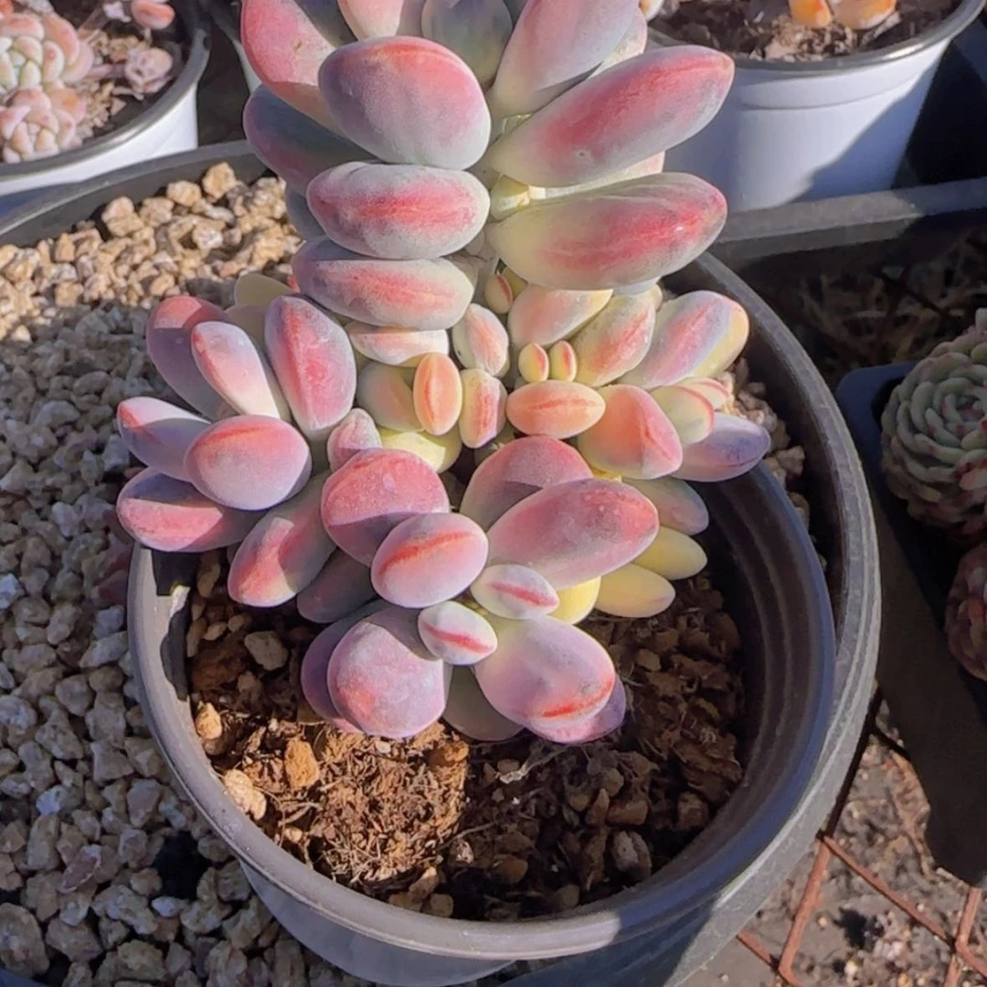 【闪购商品】乒乓福娘锦