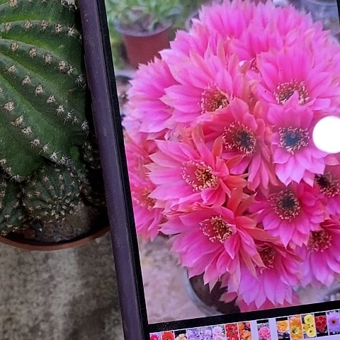 蜜桃仙人球，wyjkioo