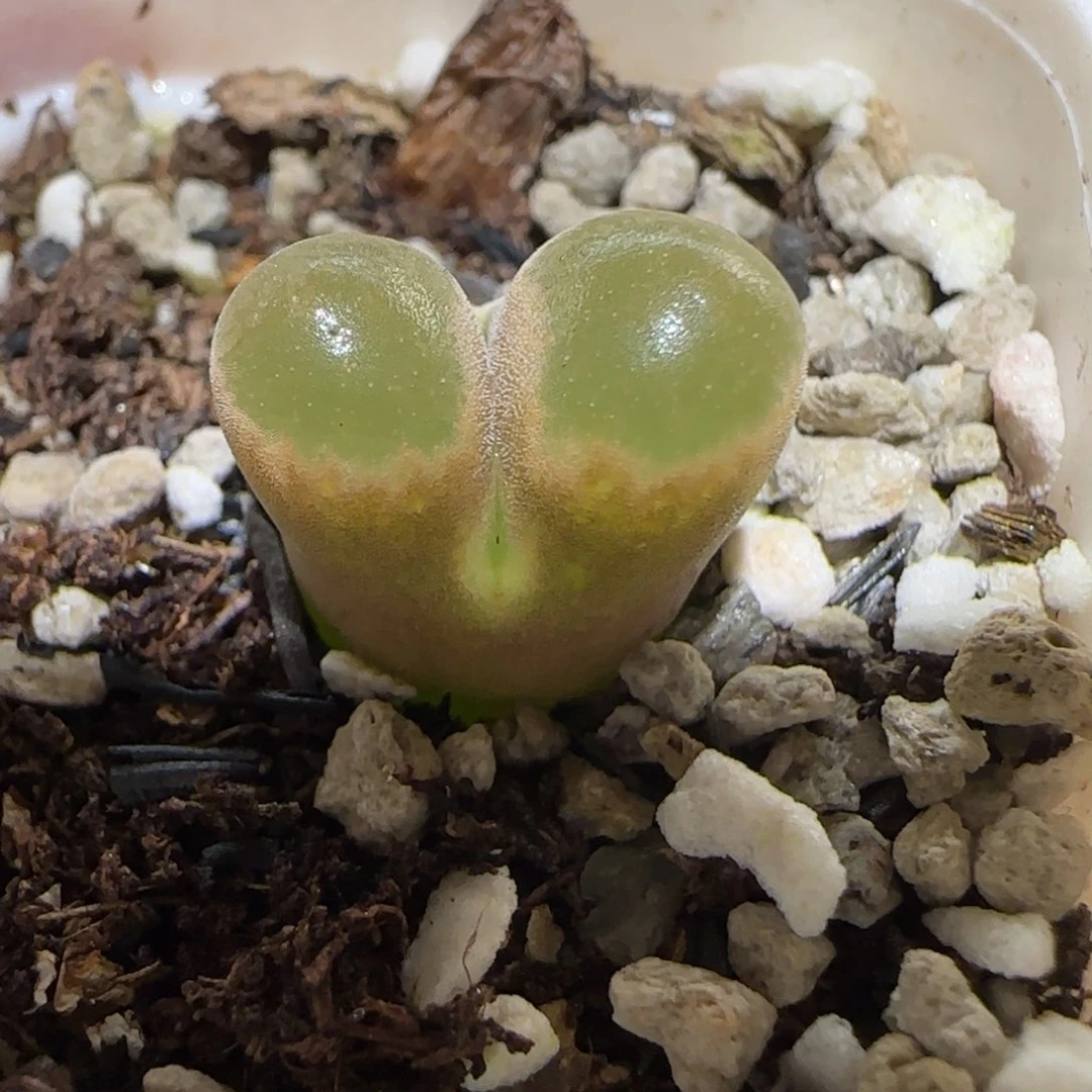 肉锥多肉植物百科-磁铁902