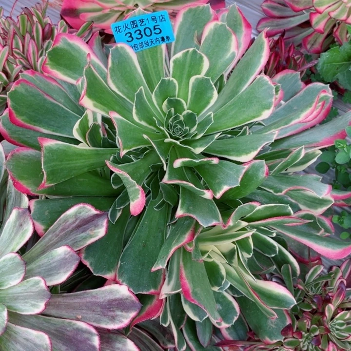 不知名3305多肉植物