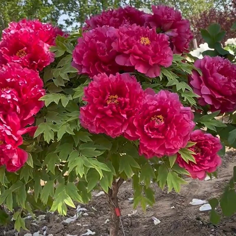 【新日月独杆】重瓣观赏牡丹 别墅庭院带土球发货