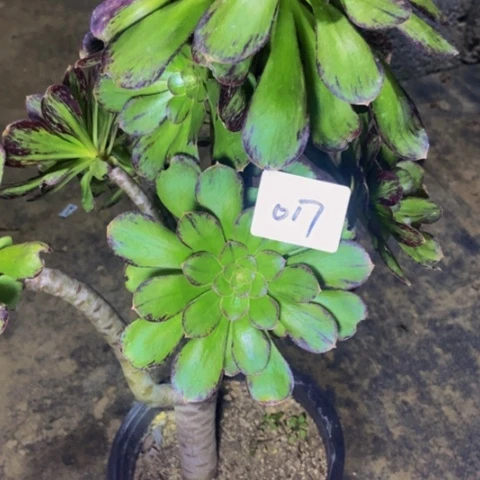 微锦多肉植物一物一拍17多肉