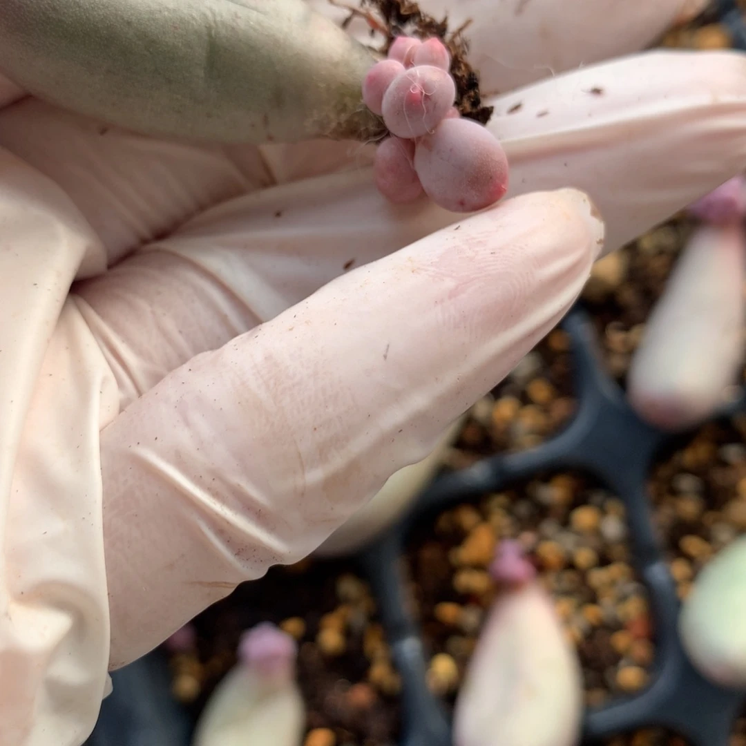 米可奶酪多肉米可奶