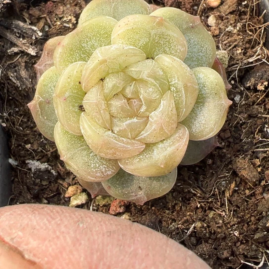 小卡拉米糖心一物一拍