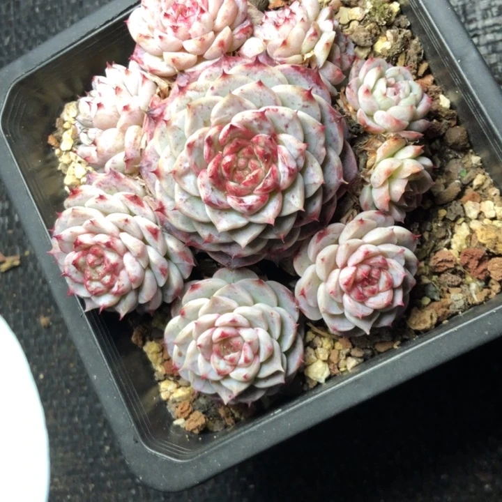 云*53//////////////