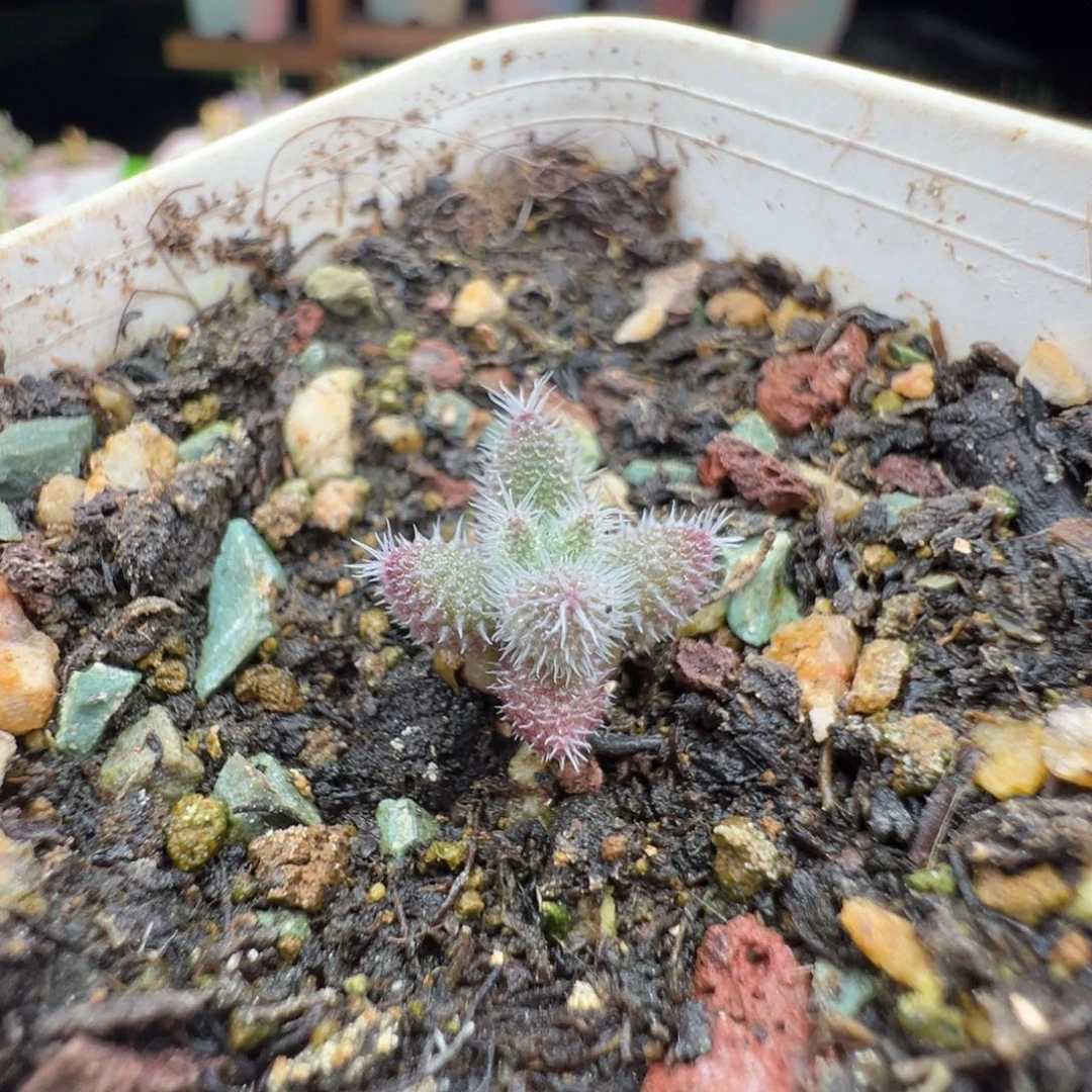 土湿的，展示，29元，1930实生彩虹兔耳