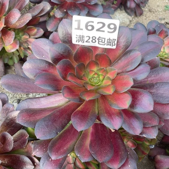 1629夕阳多肉植物三号棚