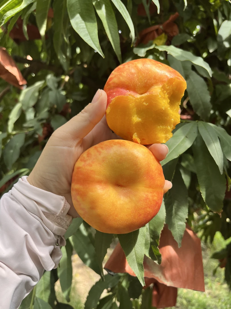 山西临猗黄金油蟠桃5斤，9斤包邮，果园直发，新鲜应季水果，脆甜爆汁