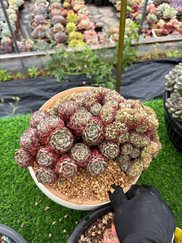 多肉植物一物一拍，白胖子树朵，25cm