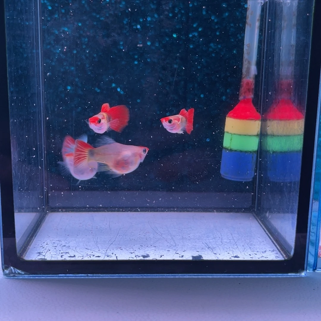 晴***妈孔雀鱼红帽玻璃猫2对