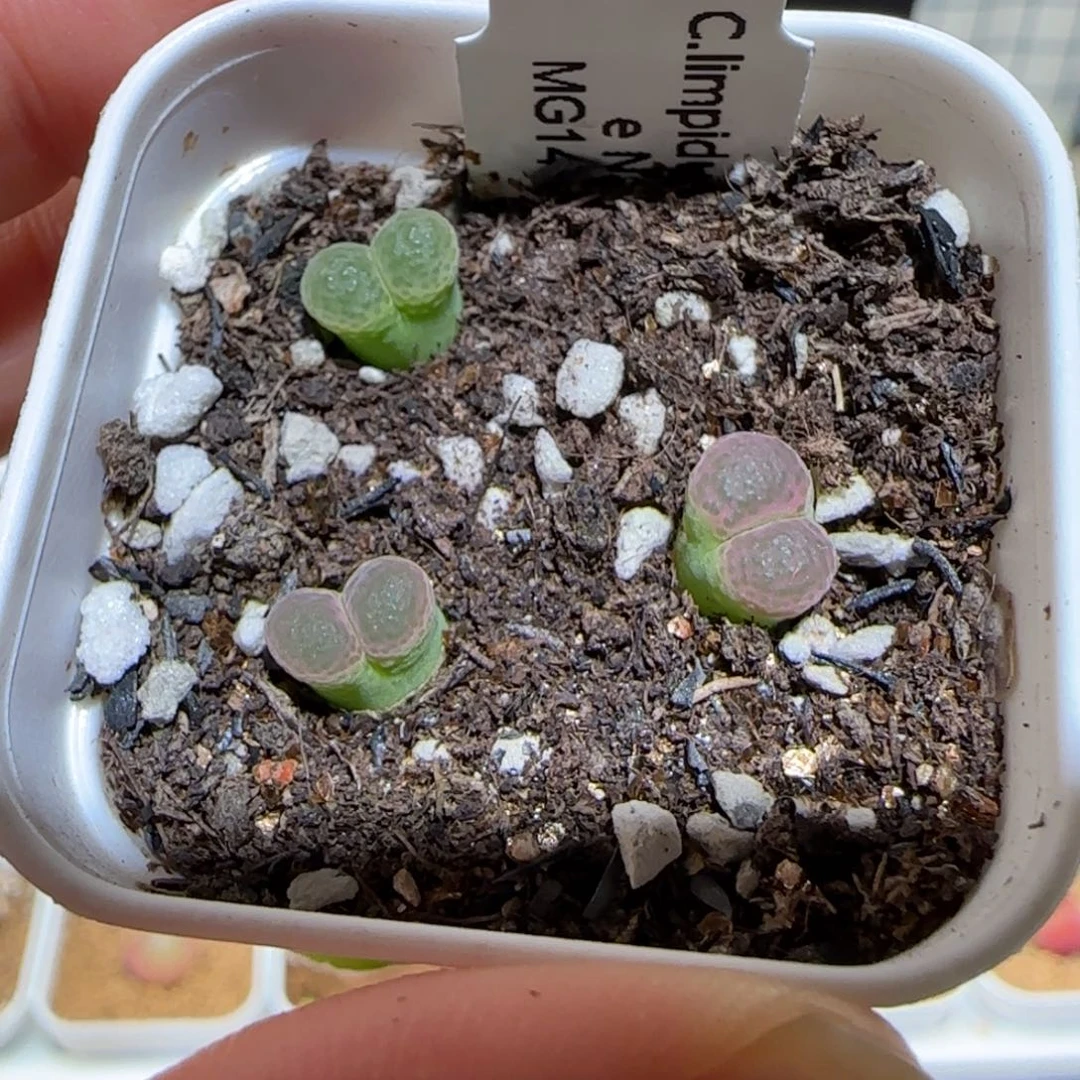 肉锥多肉植物百科-粉樱1530