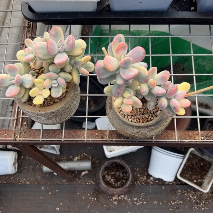 无花朵720号福娘锦