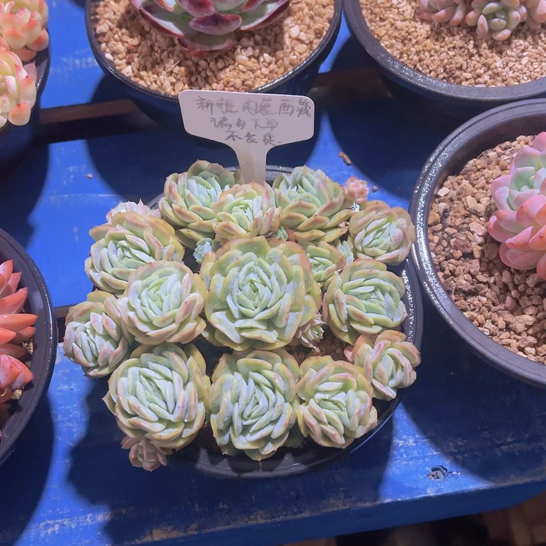 西娜玫瑰，带盆带土发货，