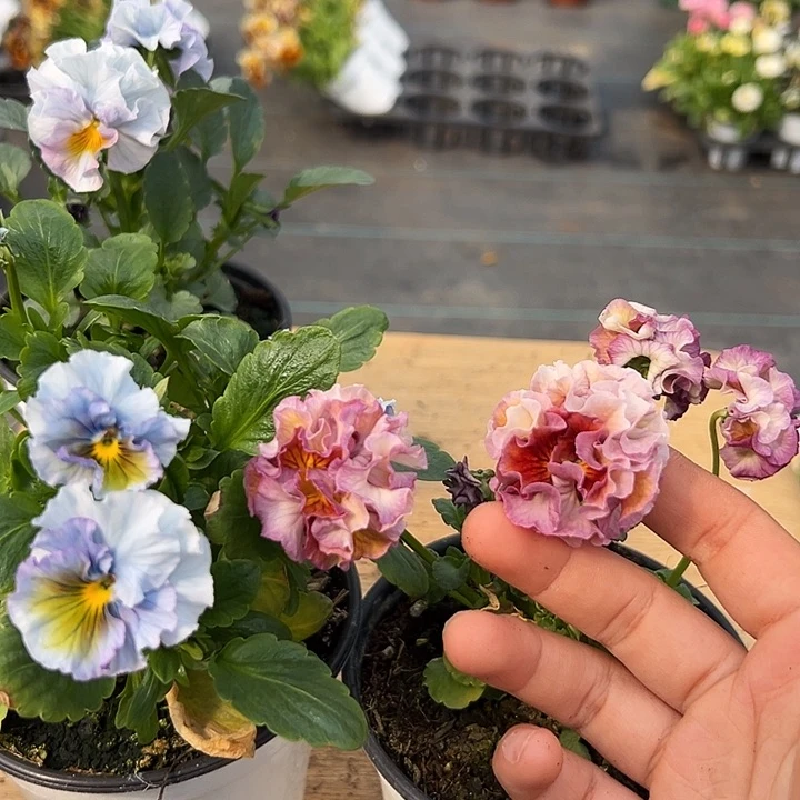 红陶抖音直播闪拍19