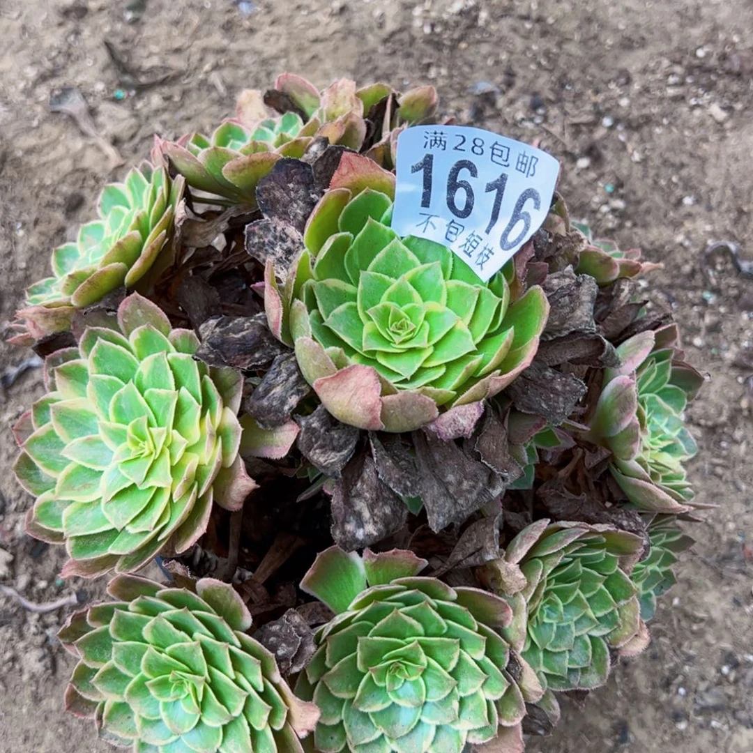 莲花座多肉植物1616