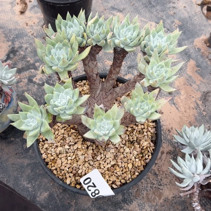 7***e谢谢姐姐～一物一拍11595