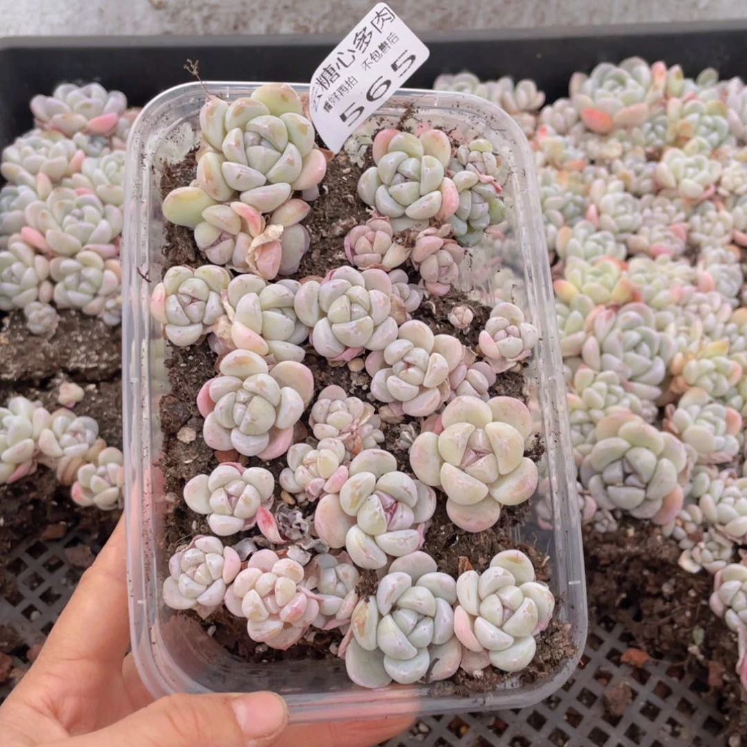 云糖心多肉植物565