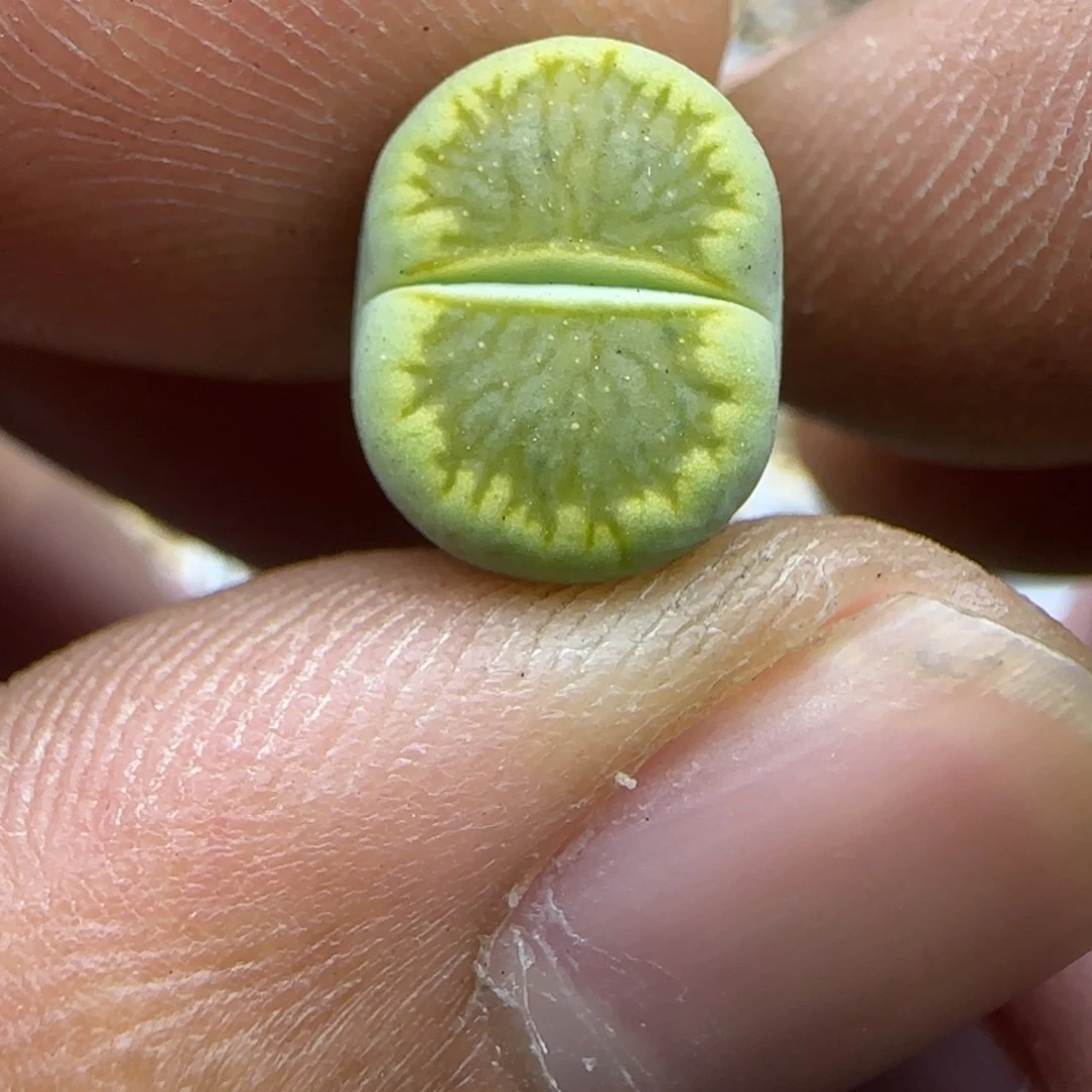 842 生石花大棚直播