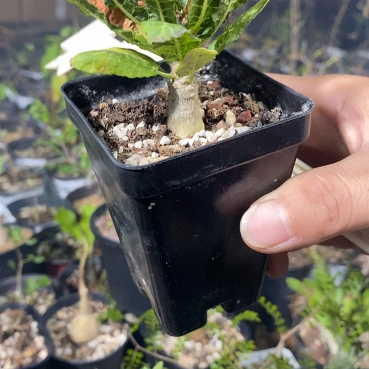 娜娜带盆土发货植物