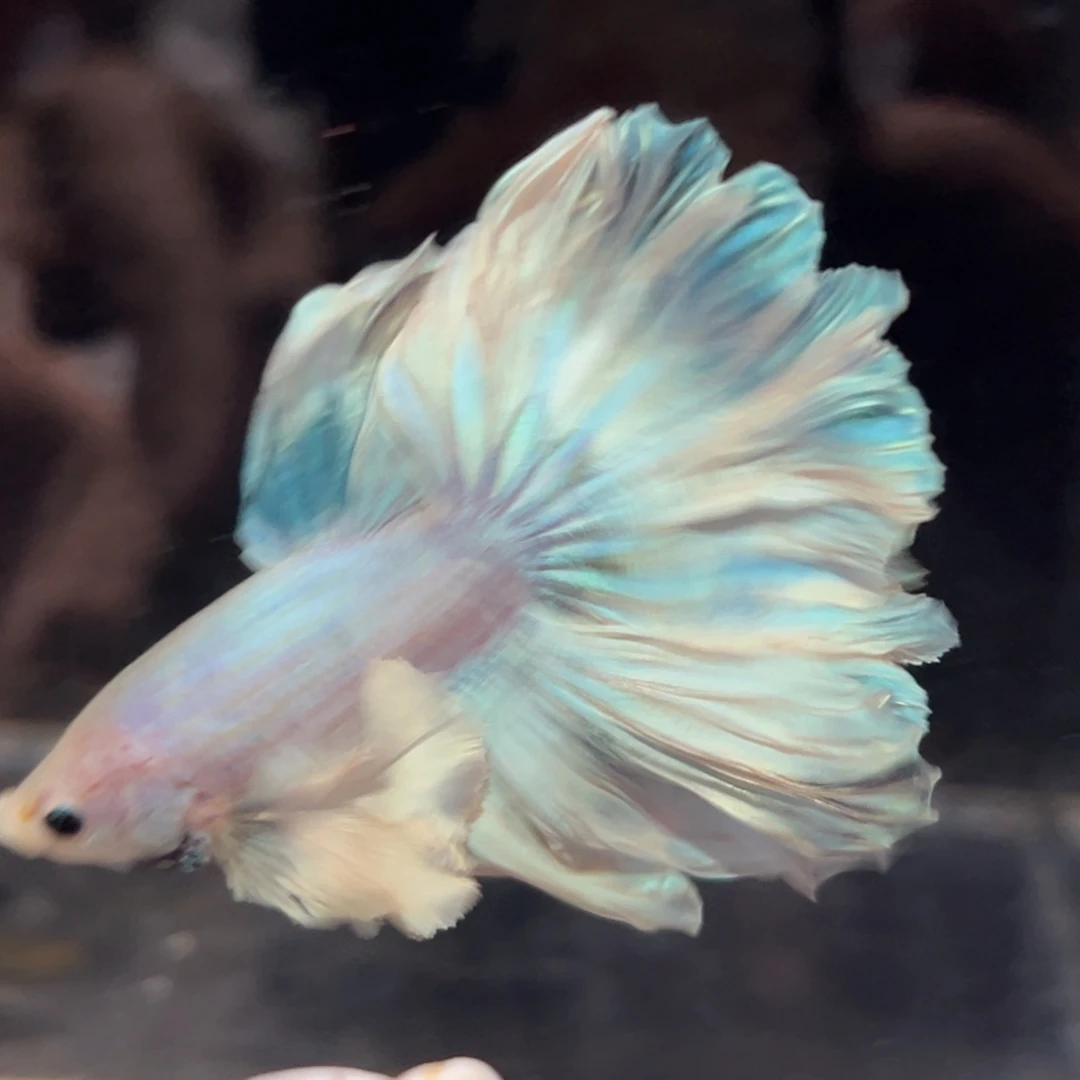 斗鱼26号巨耳浅蓝色花瓣