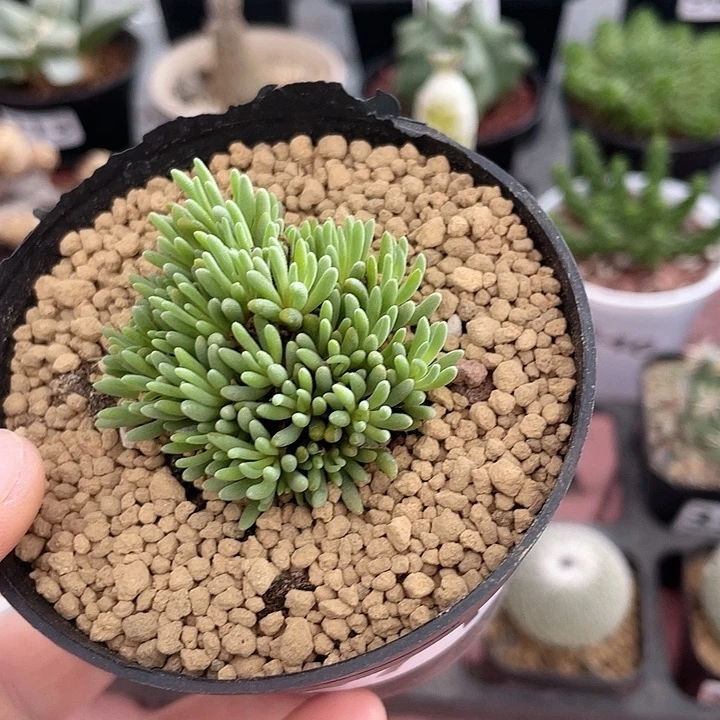 871晶珊瑚块根植物