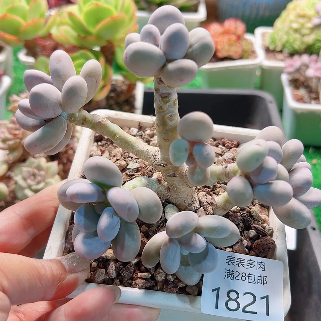 多肉一物＿拍植物1821