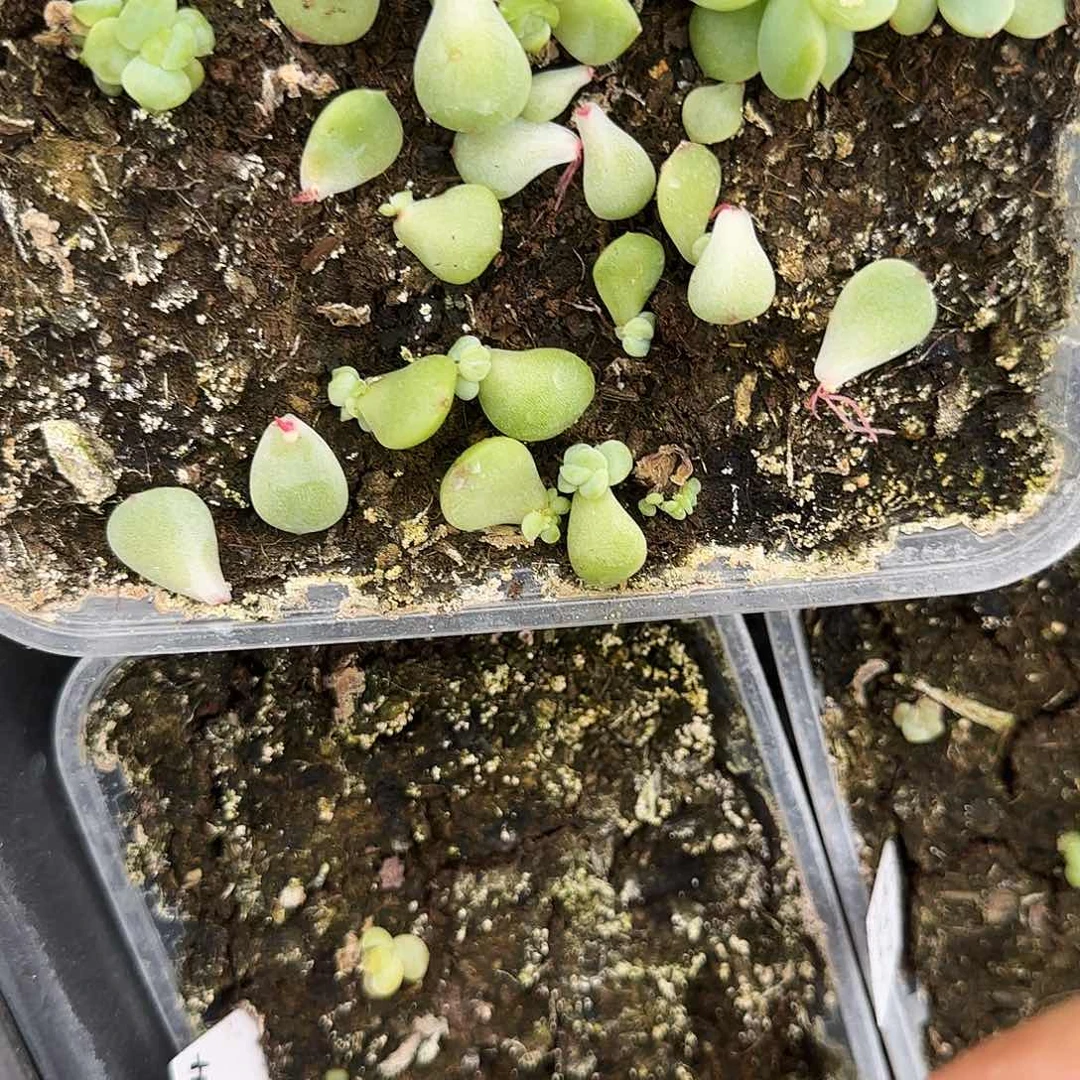 鸡蛋幻镜苗穴一个满25包邮