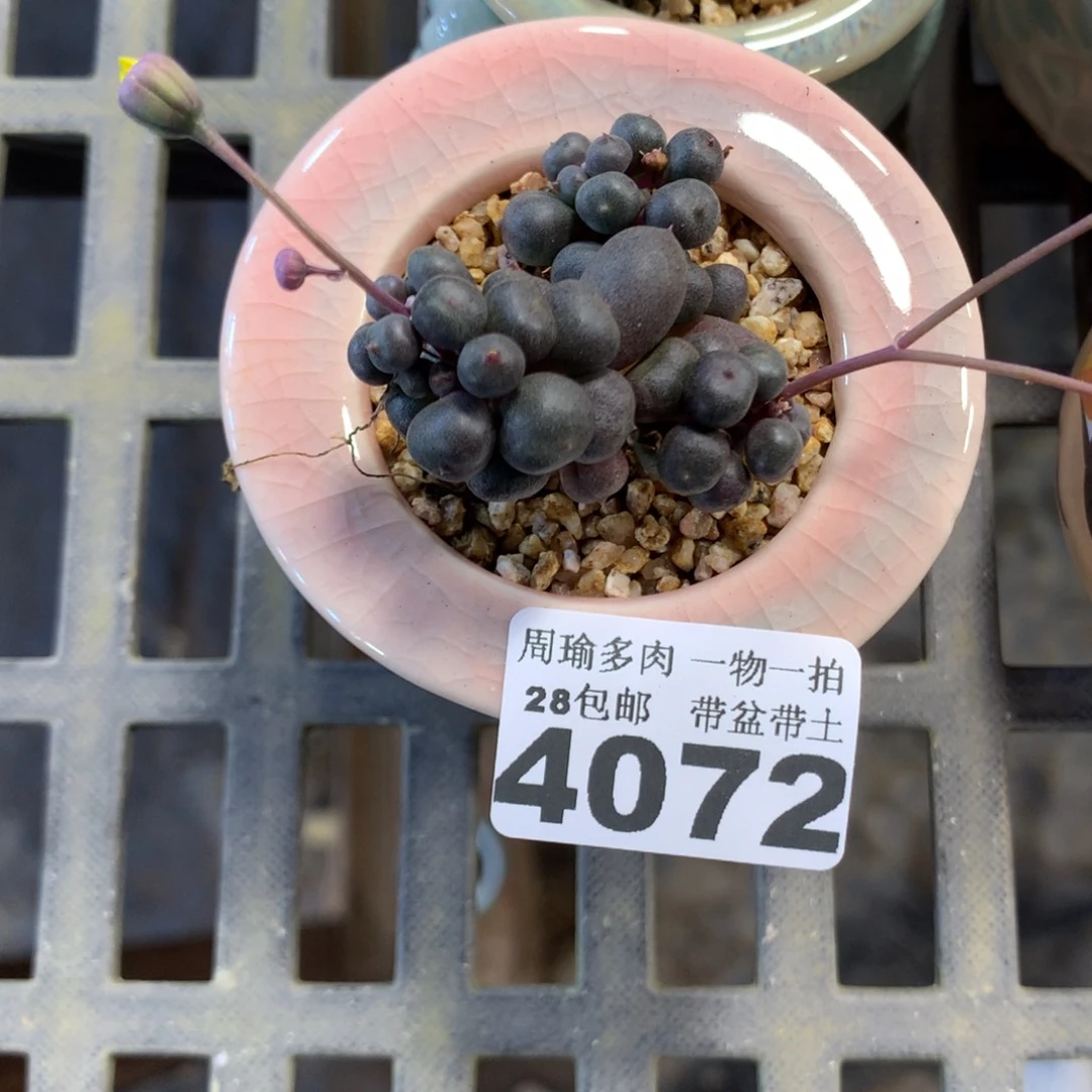 精控多肉植物4072