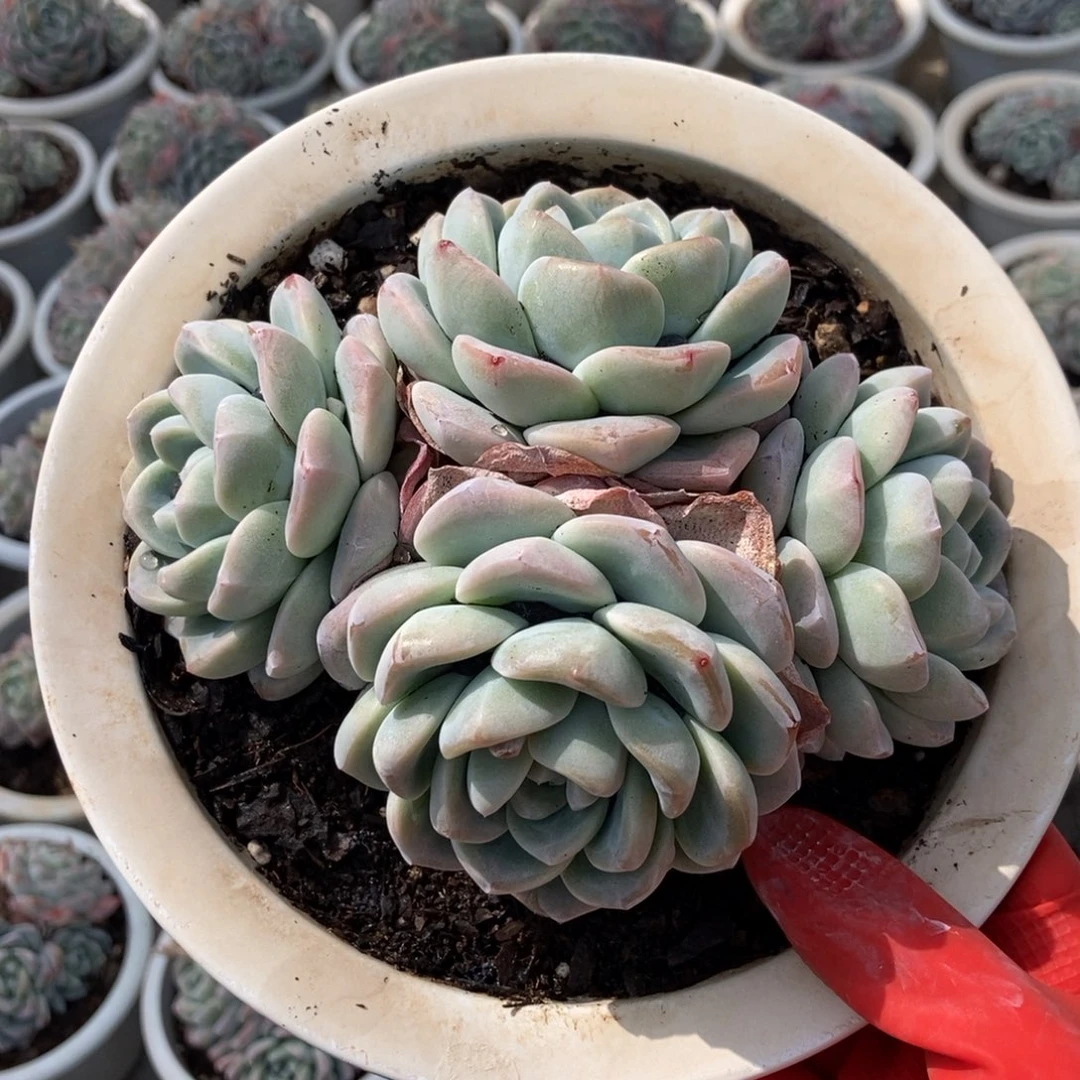 7-13冰玉白盆4头有砍