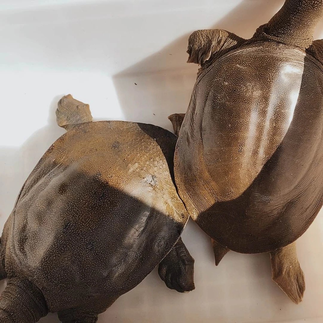 中国大陆野生甲鱼包邮