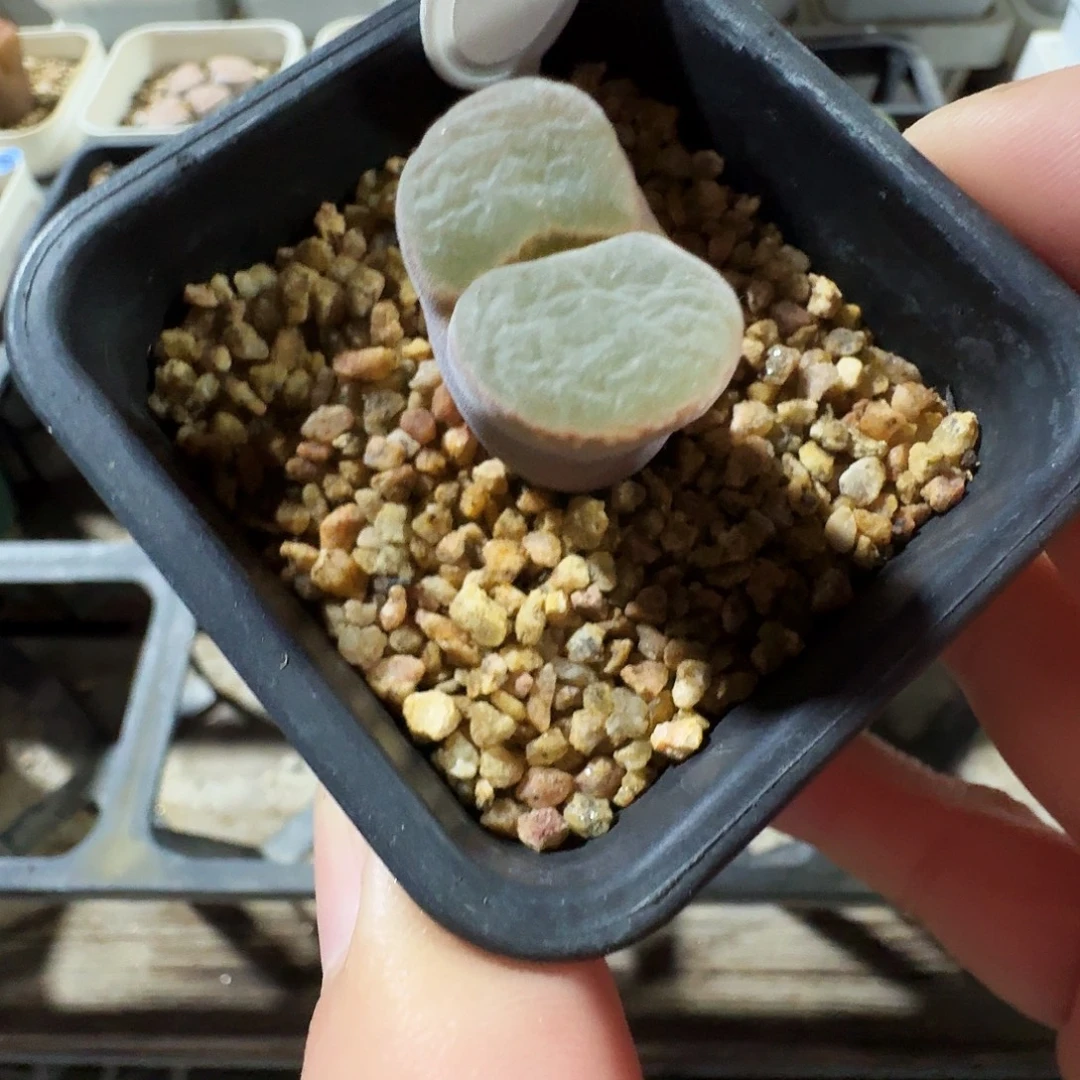 多肉植物福利风铃111