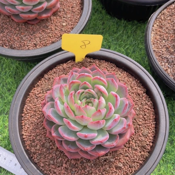 冰**m我的小可爱们都好可爱