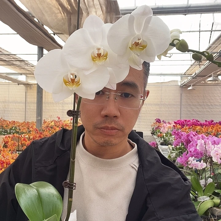 完全开放诺丁汉单棵3.5
