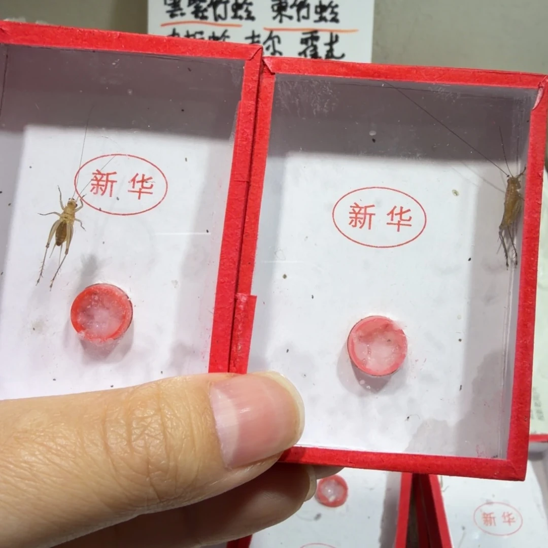 克***斯蟋蟀尾枪断须断两条