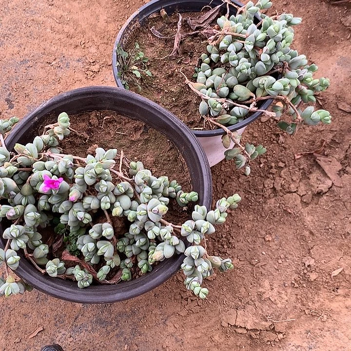 多肉植物碧玉莲两盆61