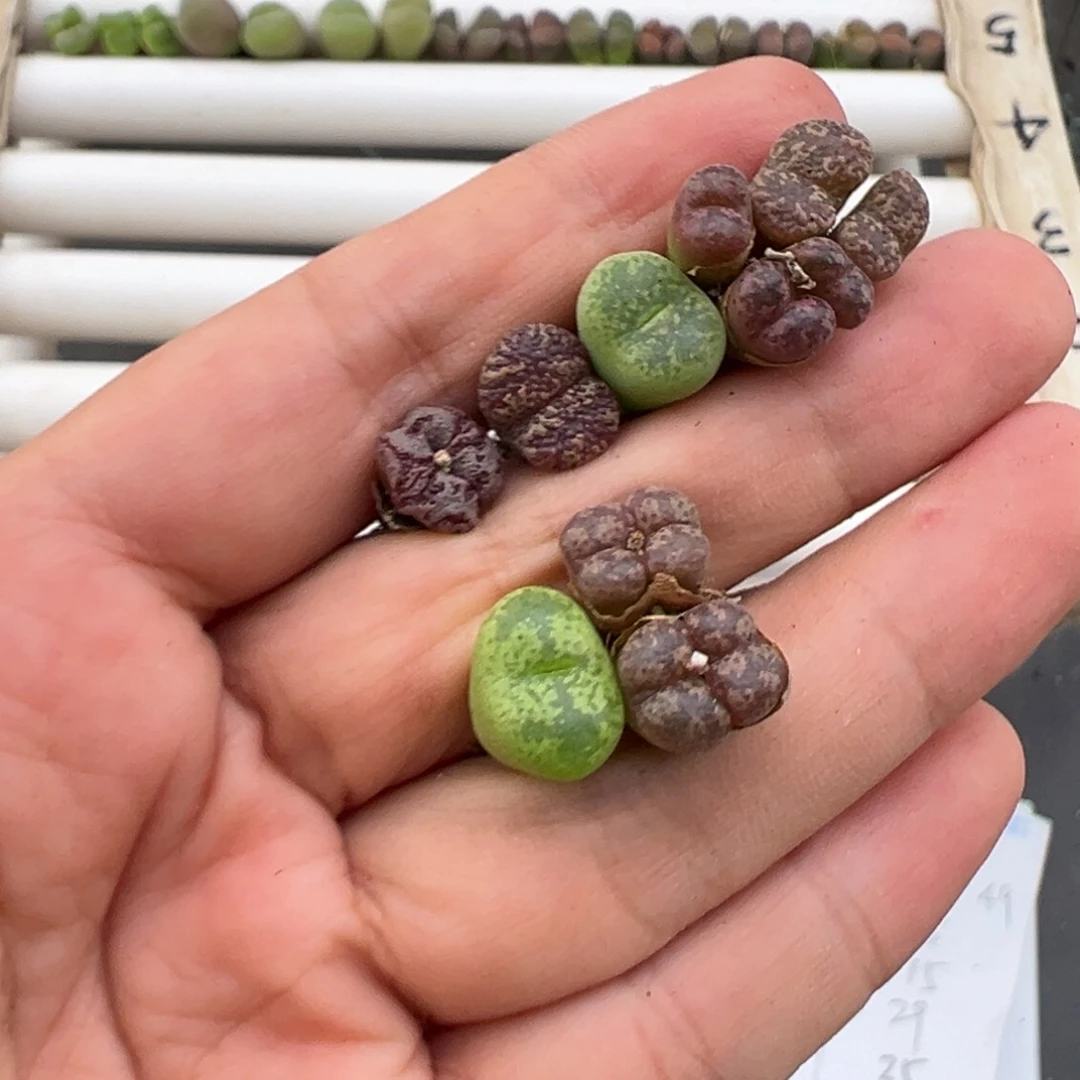 好看的多肉脱土发货816
