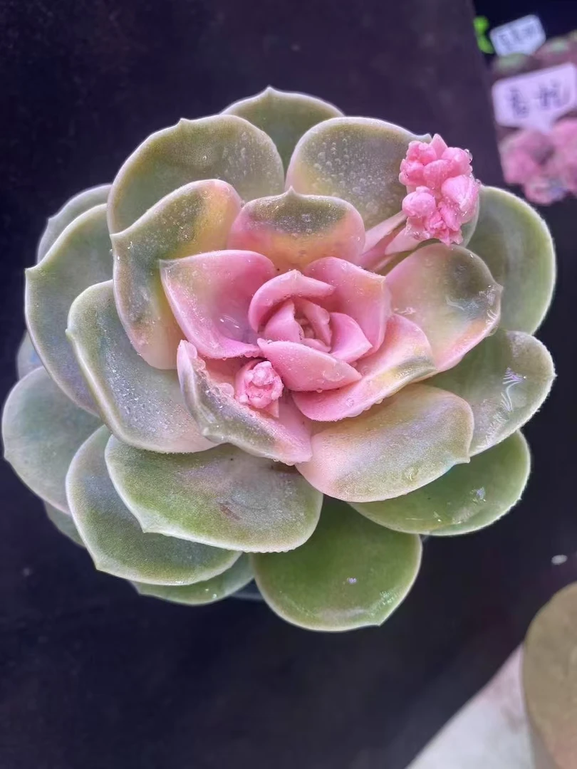 K牡丹仙子拍一发二,颜值高，好养活，带盆带土，云南基地发货