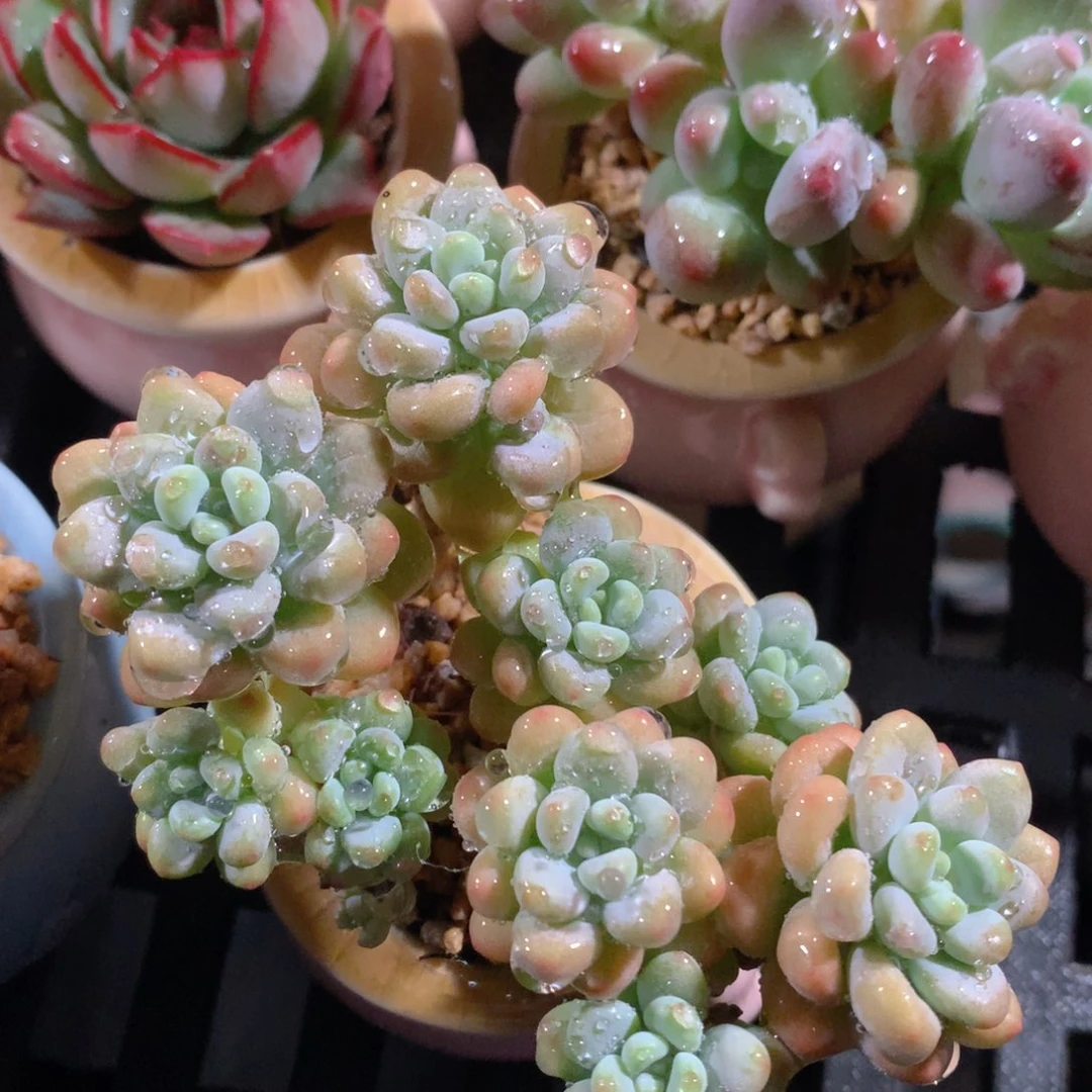 无花朵肉萌萌5cm拇指盆精控多肉FV1111