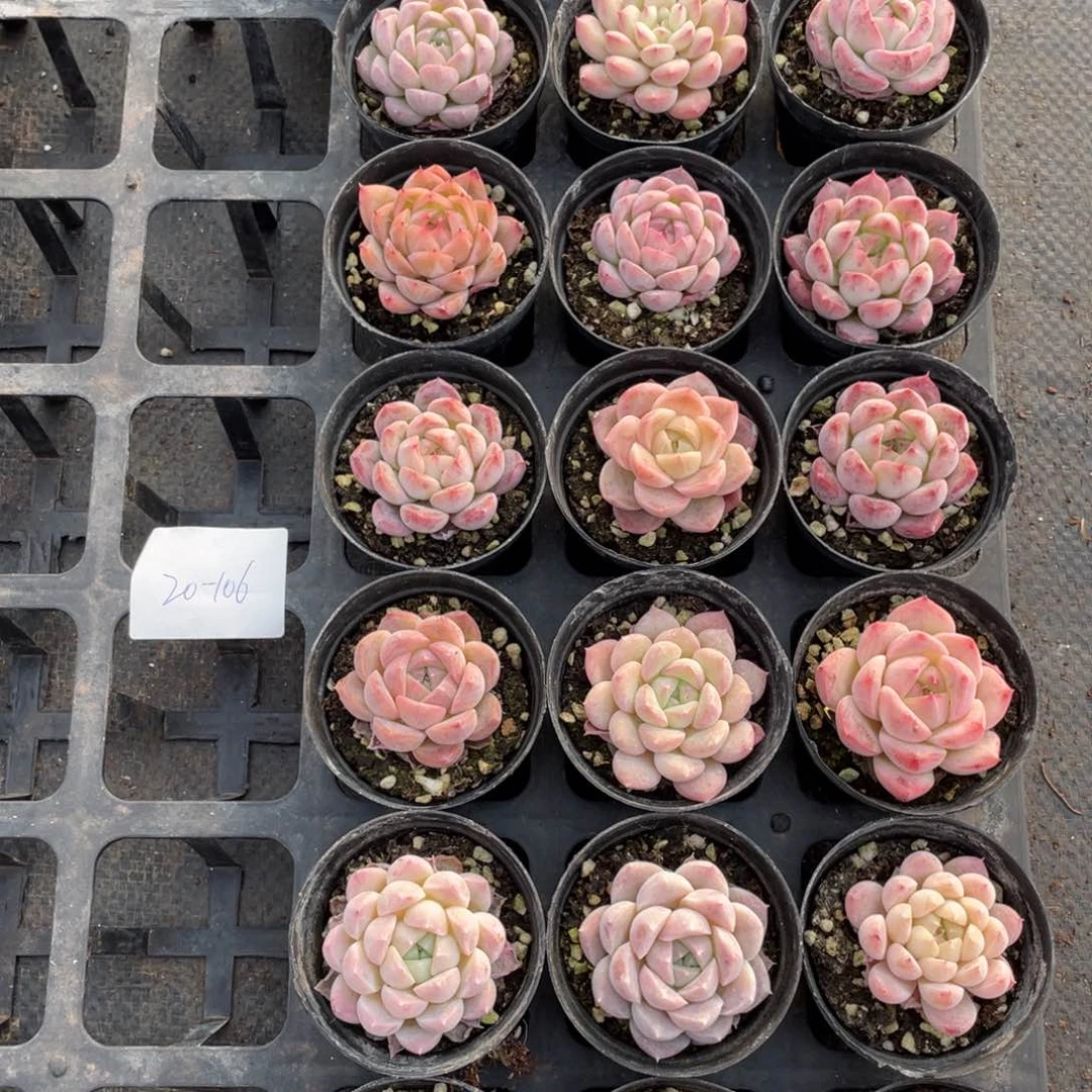 霖*一物一拍18棵20-106