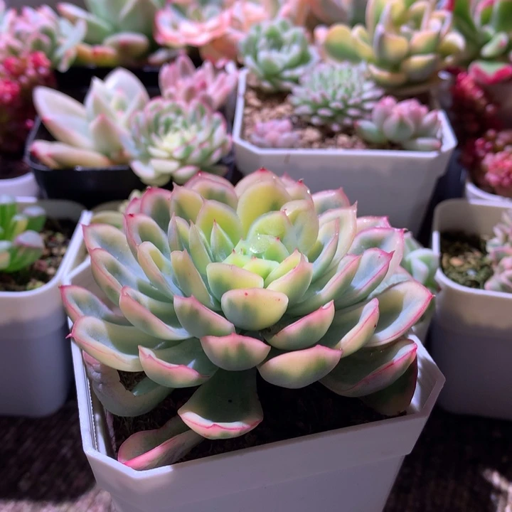 回***影草莓冰覆轮锦有根