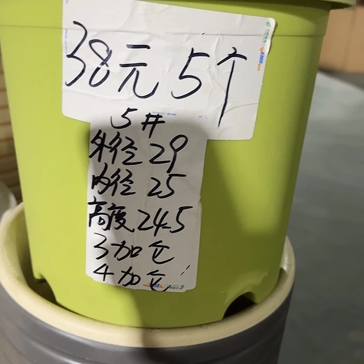 四季5号果绿无托10个特价