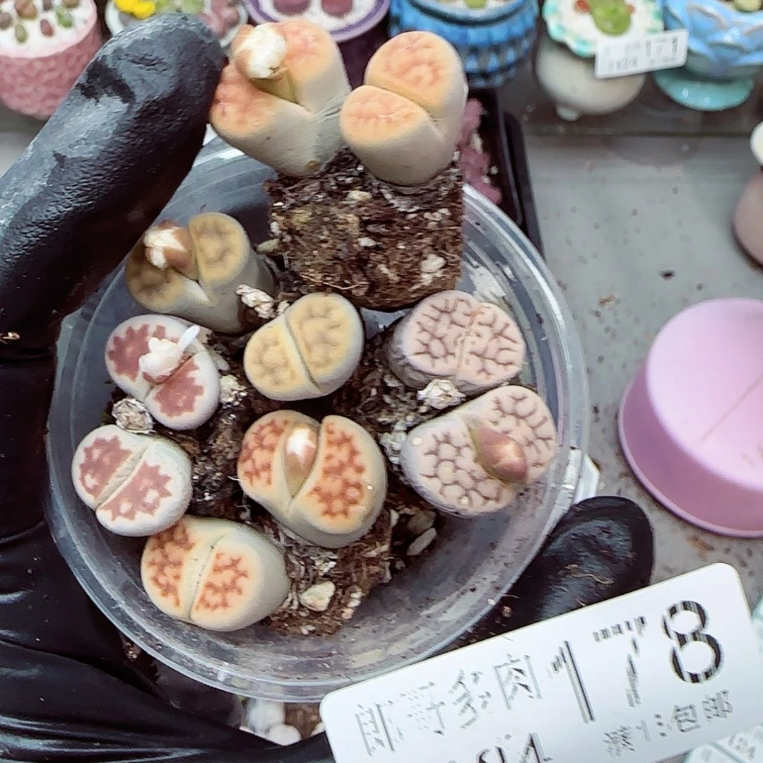 生石花满18包邮1124-178