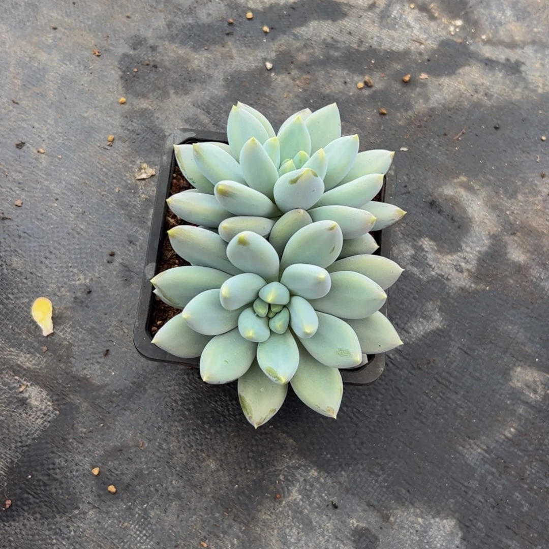 0***°双头哥特多肉植物