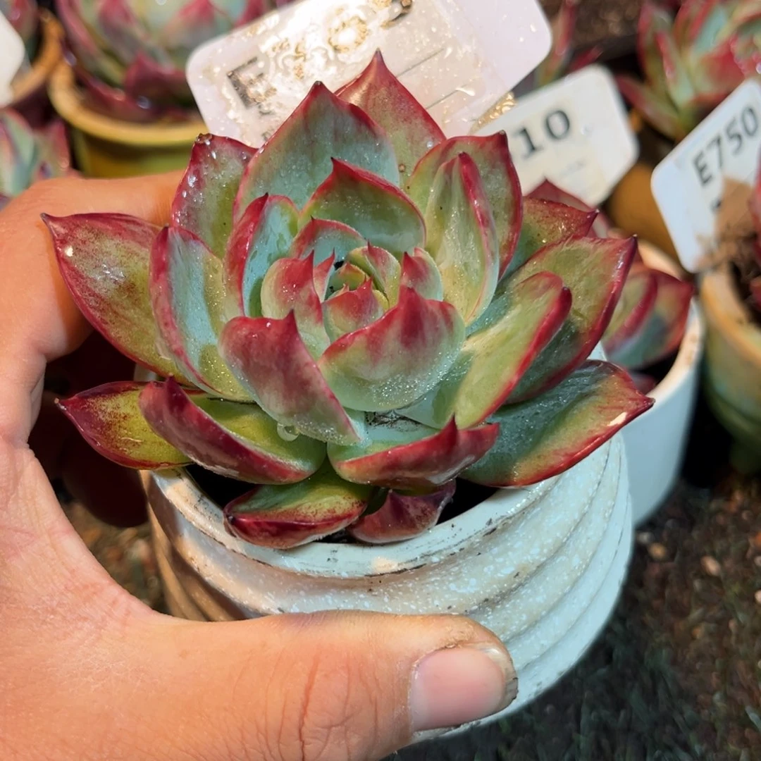 惊鸿一瞥765号多肉植物