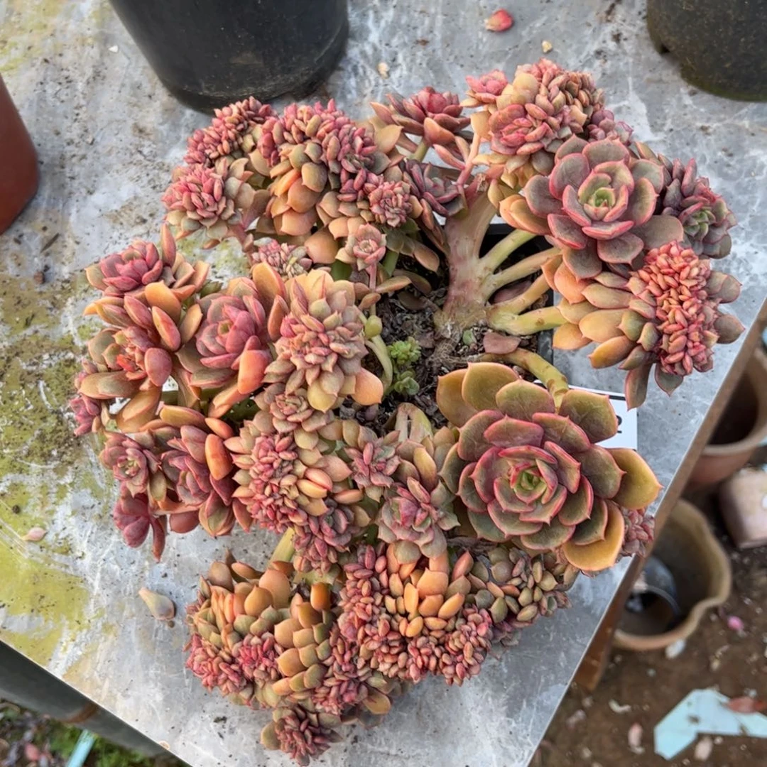 大红袍缀不包售后0402