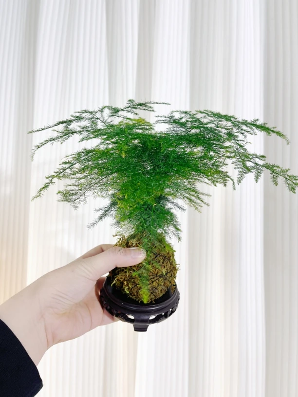 文竹盆栽植物室内客厅盆景办公室懒人好养绿植创意特大号摆件